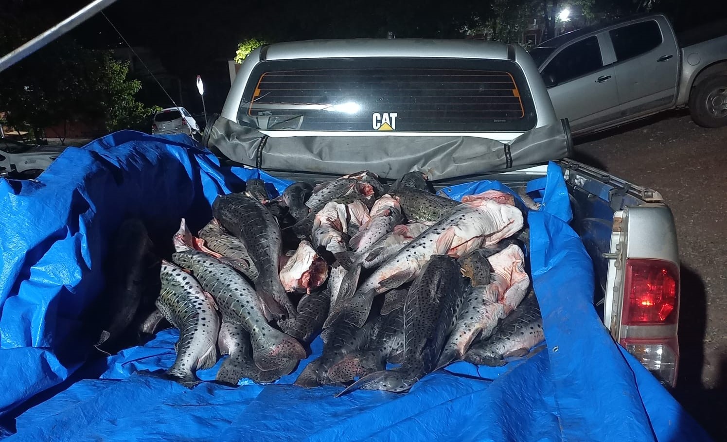 Por meio de denúncia anônima, fiscais encontraram pescado descaracterizado em Barão de Melgaço